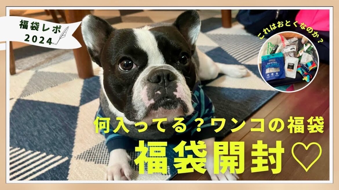 わんこの福袋ついに開封。お得？それとも？paw's living福袋買ってみた♡