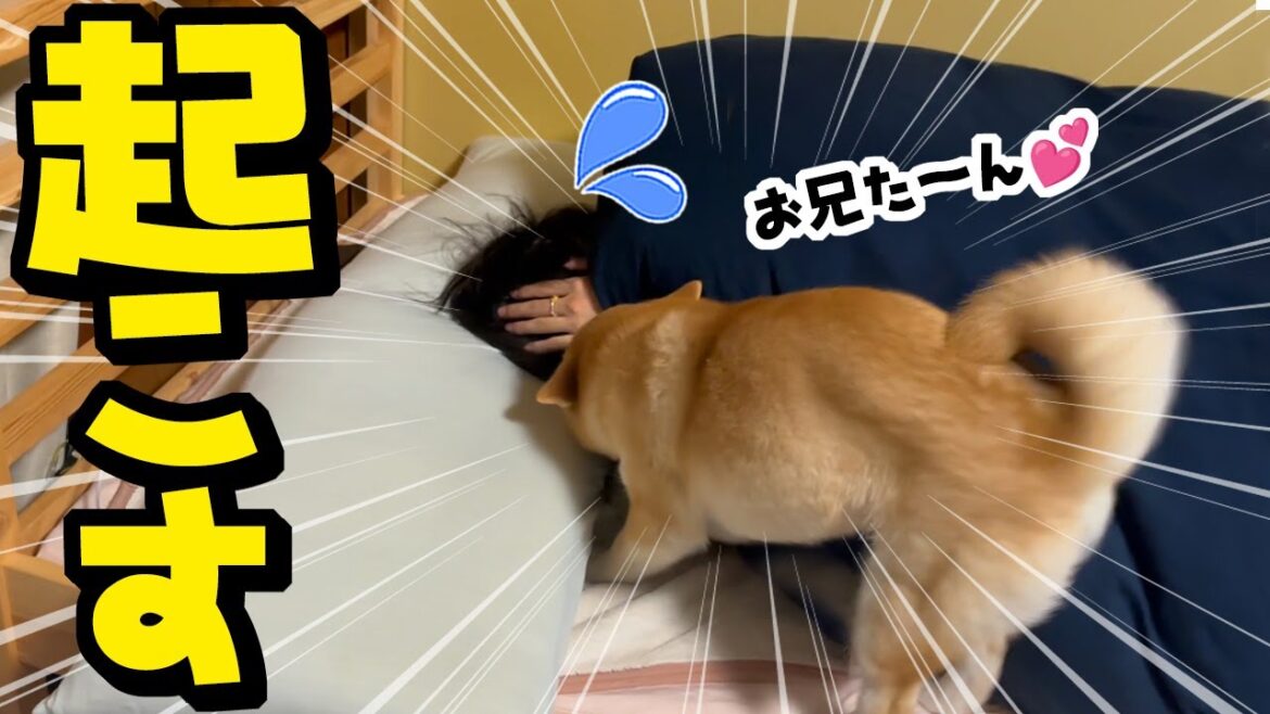 いるはずのないお兄ちゃんが寝ていたら…柴犬姉妹の反応がこちらです…