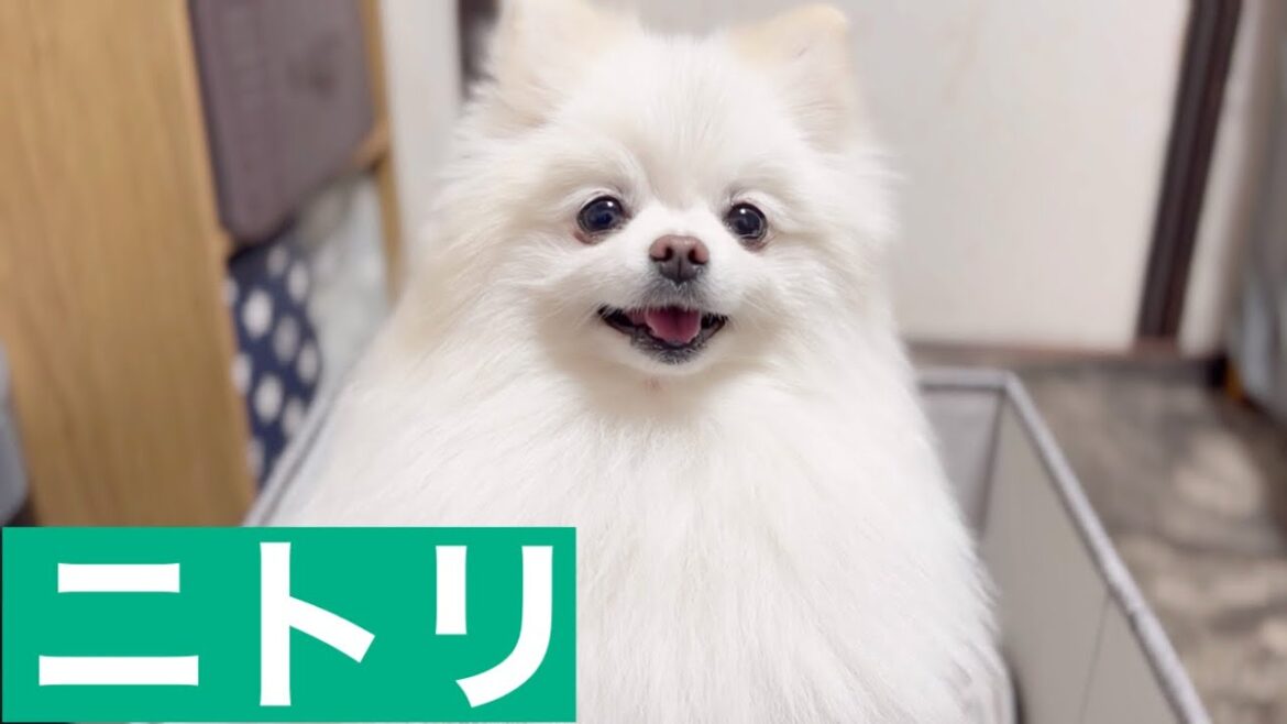 ニトリのペットハウスから脱走するポメラニアン ニトリのペットハウスから脱走するポメラニアン