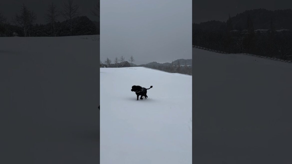 超大型犬 ニューファンドランド ボス君⛄️ 雪遊び ⸜❄️⸝ 犬好き 猫好き 多頭飼育 グレートデン 保護猫 田舎暮らし 渡辺ボス 大きい犬 Newfoundland dog