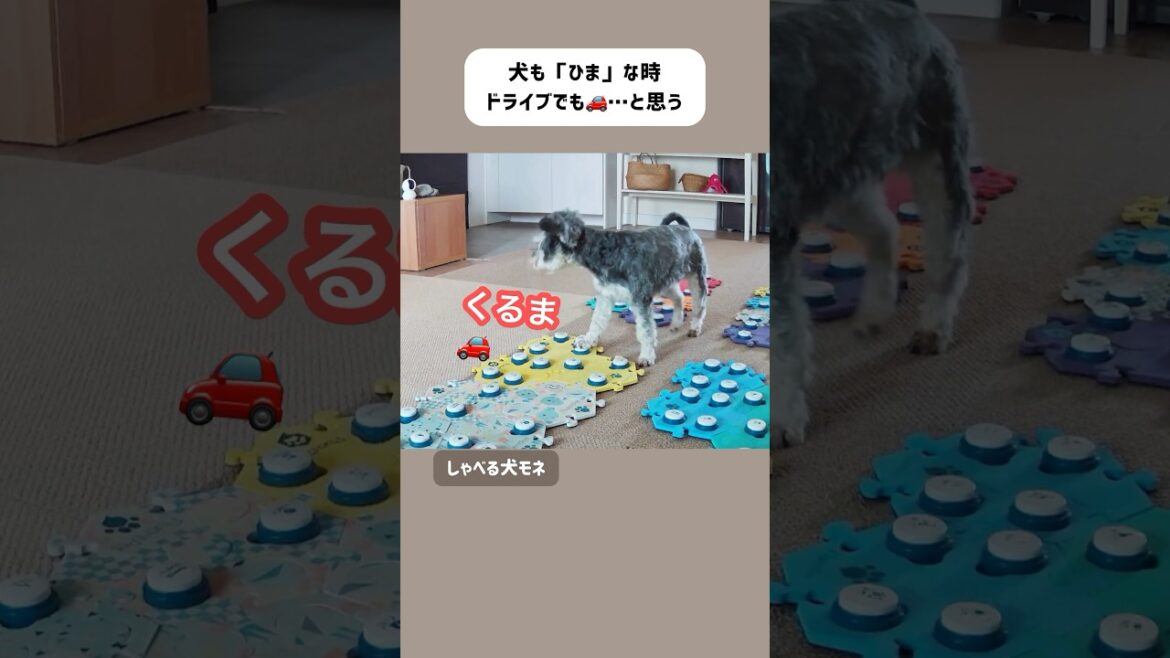 🚗飼い主をドライブに誘う理由　#ミニチュアシュナウザー #しゃべる犬  #会話ボタン