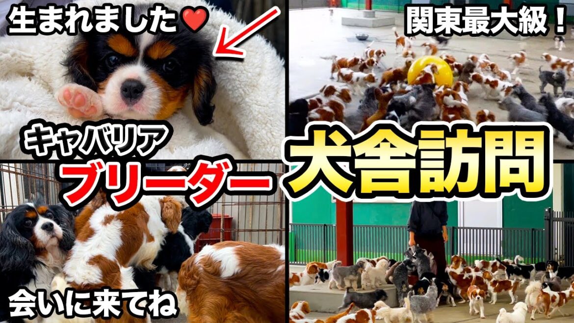 【子犬】キャバリアを迎えるなら”絶対にチェックすべき犬舎”を紹介します！