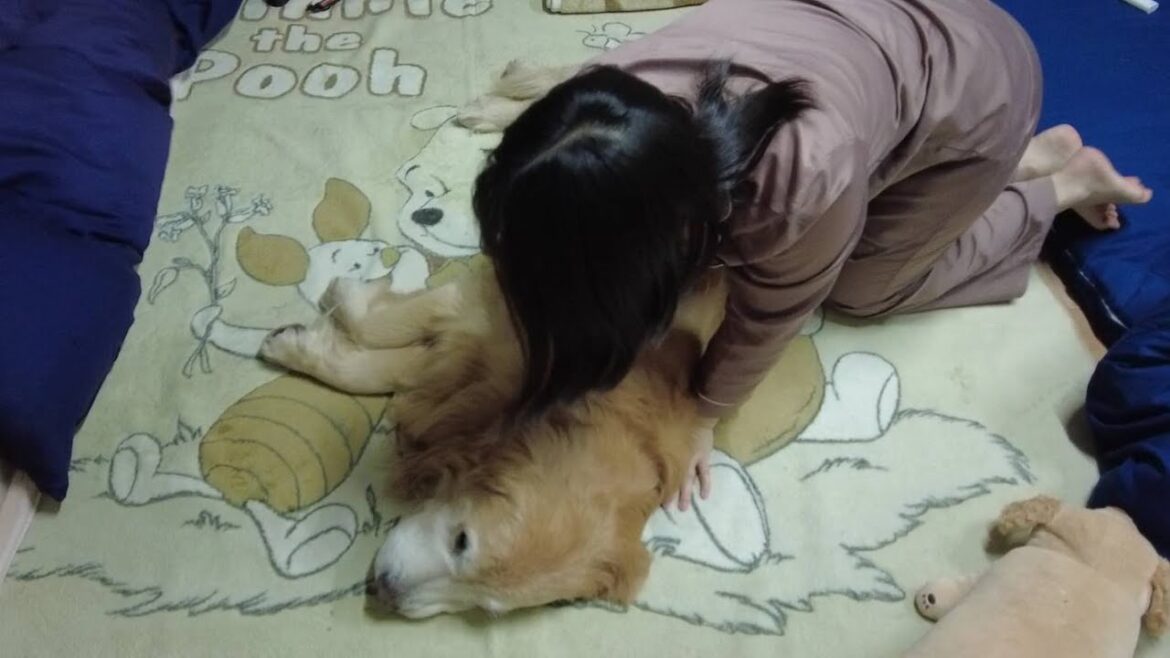 深夜でも交代しながら2時間おきに介護をします。愛する君の為に。【Golden Retriever japan】
