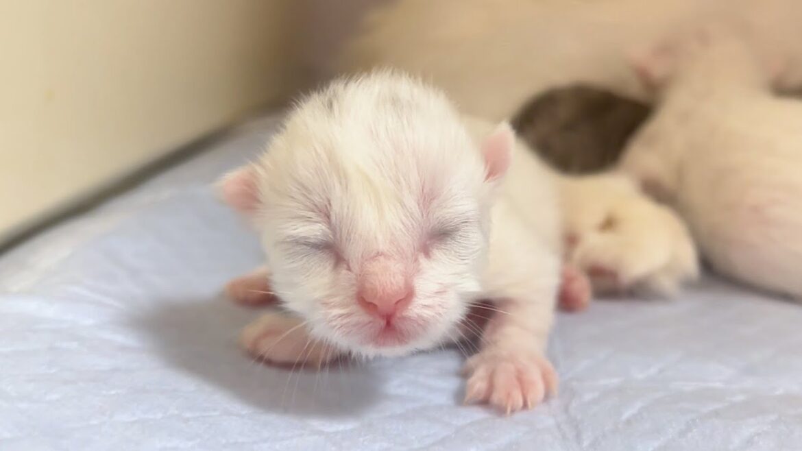 【マンチカンの子猫】見えてる様で速攻ぉはぐれる子猫の件 ～猫のいる生活Vol.874～出産動画 マンチカン短足・ミヌエット・ペルシャ猫専門ブリーダー『ペット蔵人』【子猫の成長記録】
