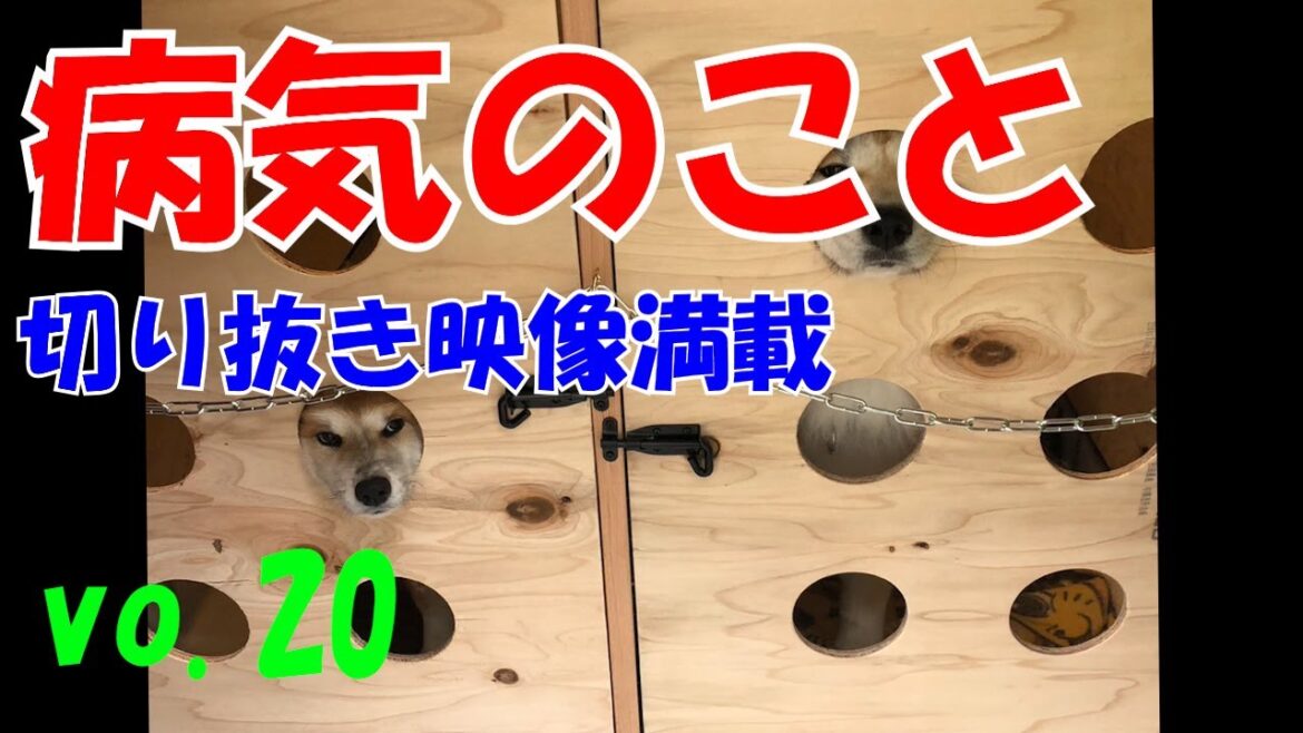 病気のことを詳しく説明します【秋田犬】