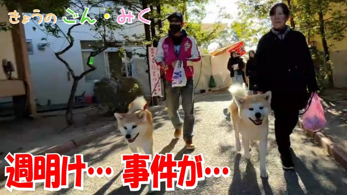 週明け…事件が…　今日のごん・みく♡　秋田犬【ごん・みく チャンネル】