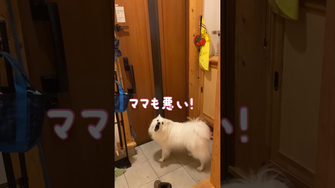 パパが帰ってこないのでやつあたりされた　#日本スピッツ #japanesespitz #shorts