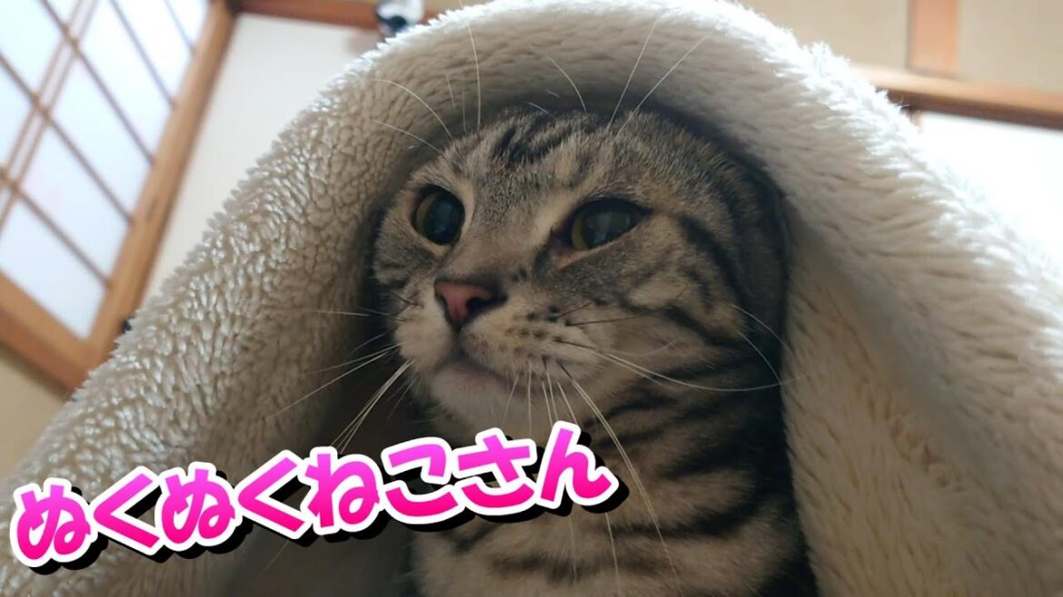 ねこさんの冬はぬくぬく～（アメリカンショートヘア）