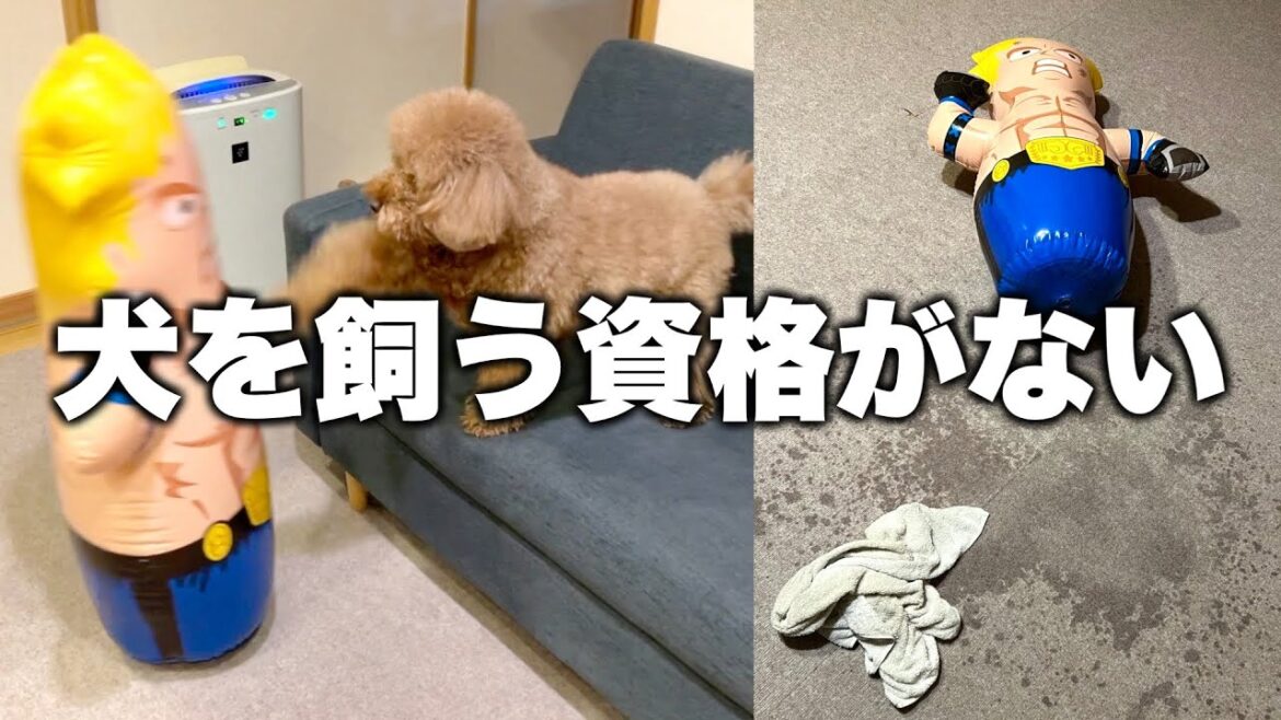 これは全て飼い主の責任です。 これは全て飼い主の責任です。