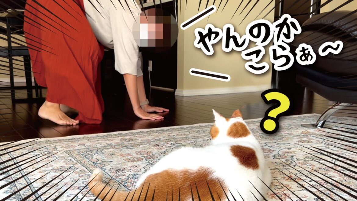【逆に】猫にやんのかステップを仕掛けてみた結果…【関西弁でしゃべる猫】【猫アテレコ】