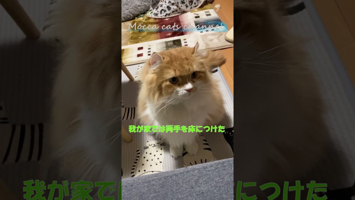 視線を感じて横を見たら #shorts  #猫 #アメリカンカール #cat