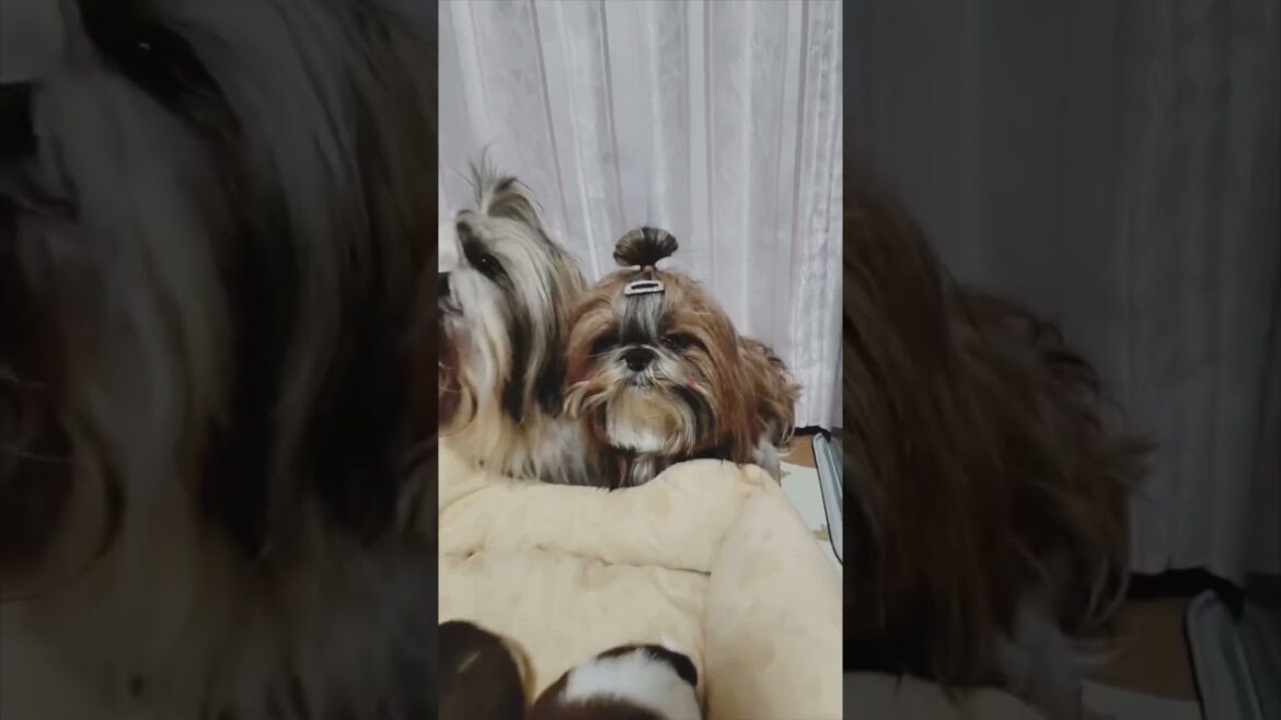 シーズー親子撮影😊‼️ #dog #シーズー #ペット #イヌ #犬のいる暮らし