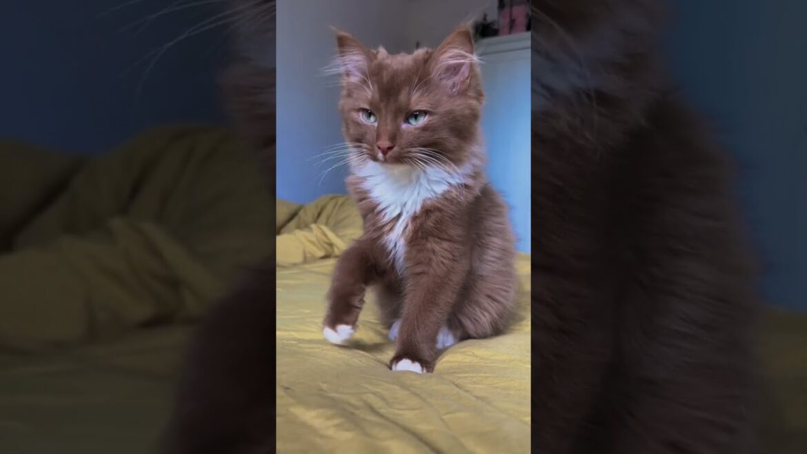 Brown cats are the cutest 🐈