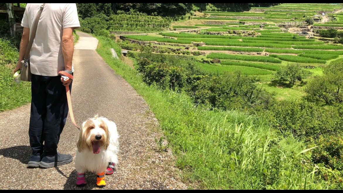 【2022夏】四谷の千枚田に行ってきたよ【プチバセ】
