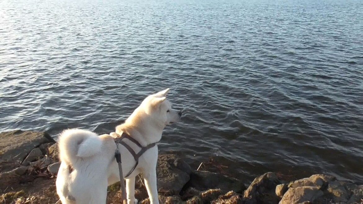 【秋田犬ゆうき】いつも行く公園のいつもは行かない場所を歩いて仔犬だった頃を思い出す【akita dog】