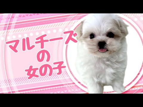 マルチーズの子犬 (和歌山) マルチーズの子犬 (和歌山)