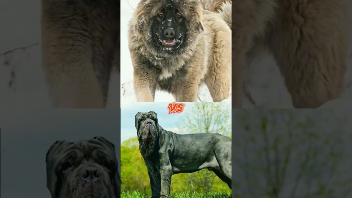 Caucasian Shepherd VS Neapolitan Mastiff #shorts #viral #Caucasian Shepherd #shortfeed #Dogs
