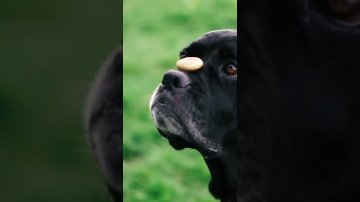 ボクサー犬が鼻の上に乗せた食べ物を落とさずに食べるのが凄い #shorts