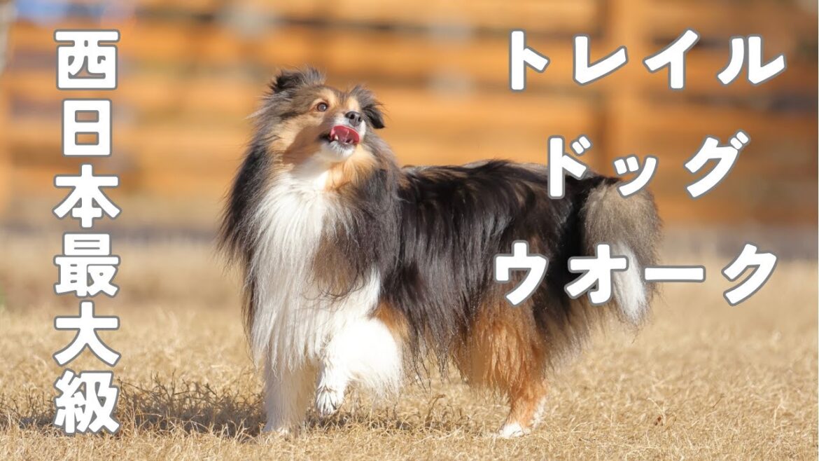 西日本最大のドッグランで愛犬とトレイルウォークをしてみた【愛犬シェルティ_キキVlog グランドロックキャッスル編】