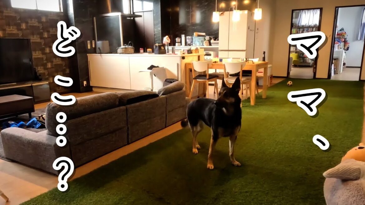 散歩から帰ったらママがいなかった時の愛犬の行動がかわいすぎましたｗ