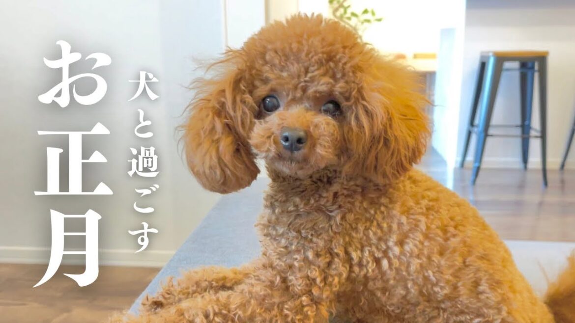 甘やかされまくりのお正月を過ごすトイプードル