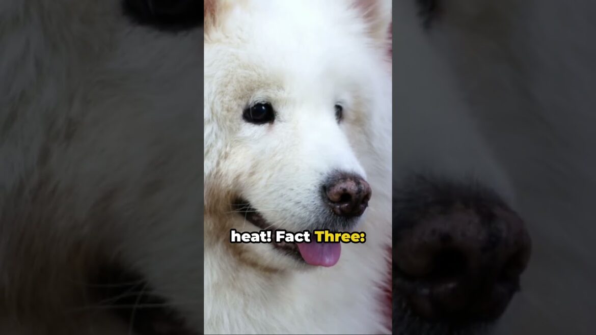 ๐ถ 5 FACTS ABOUT SAMOYED DOGS #shorts ๐ถ 5 FACTS ABOUT SAMOYED DOGS #shorts