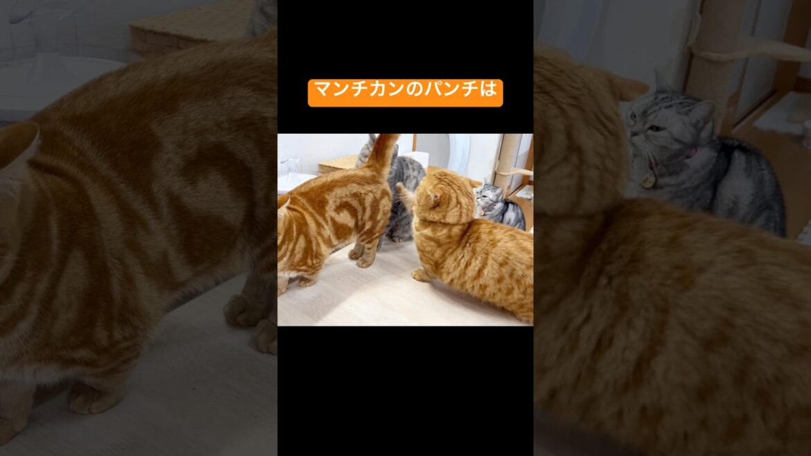 マンチカンのパンチはその存在に気づかれてすらいない #猫 #マンチカン #shorts