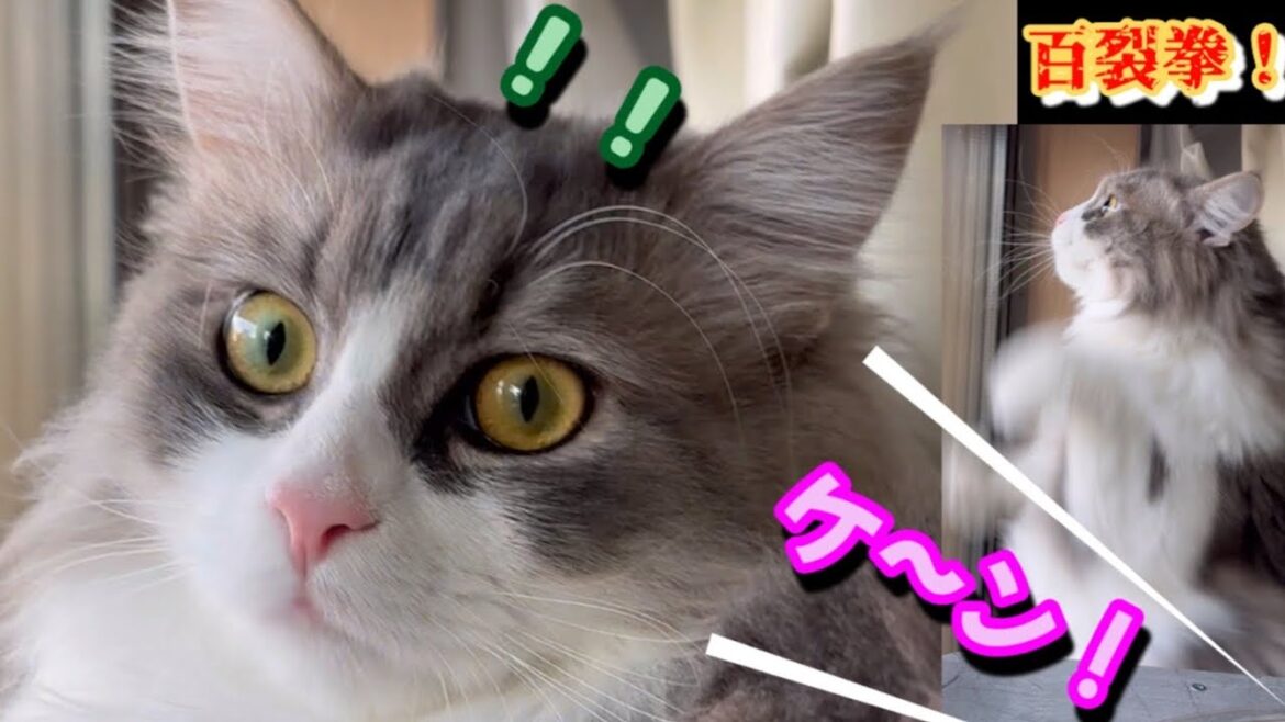 北斗の拳になりきったり忙しい子猫たち　THE FIRST TAKE  Fist of the North Star もふもふのサイベリアンの子猫の三つ子　大型猫種　多頭飼い　北斗百烈拳
