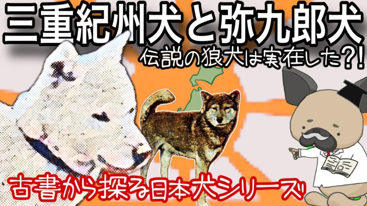 三重紀州犬と弥九郎犬伝説〜紀州犬3〜古書から探る日本犬