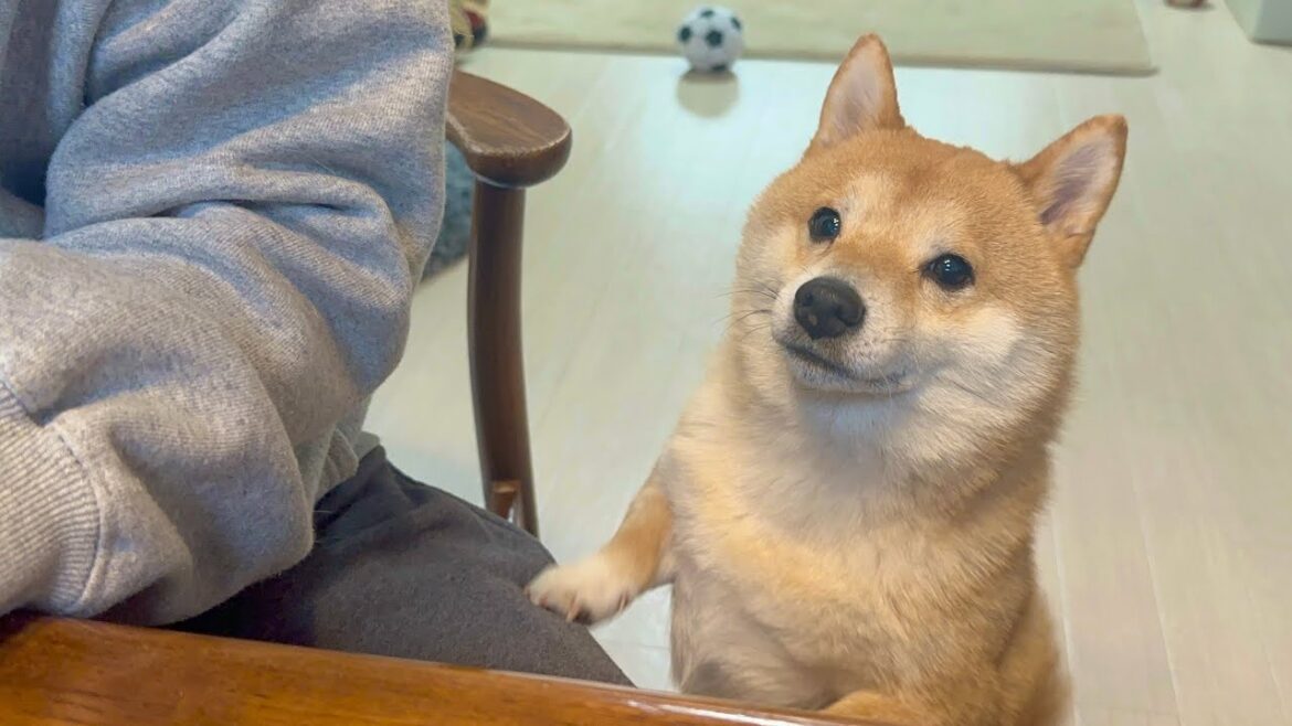 とにかくパパに振り向いて欲しい豆柴がとった行動が可愛すぎました...