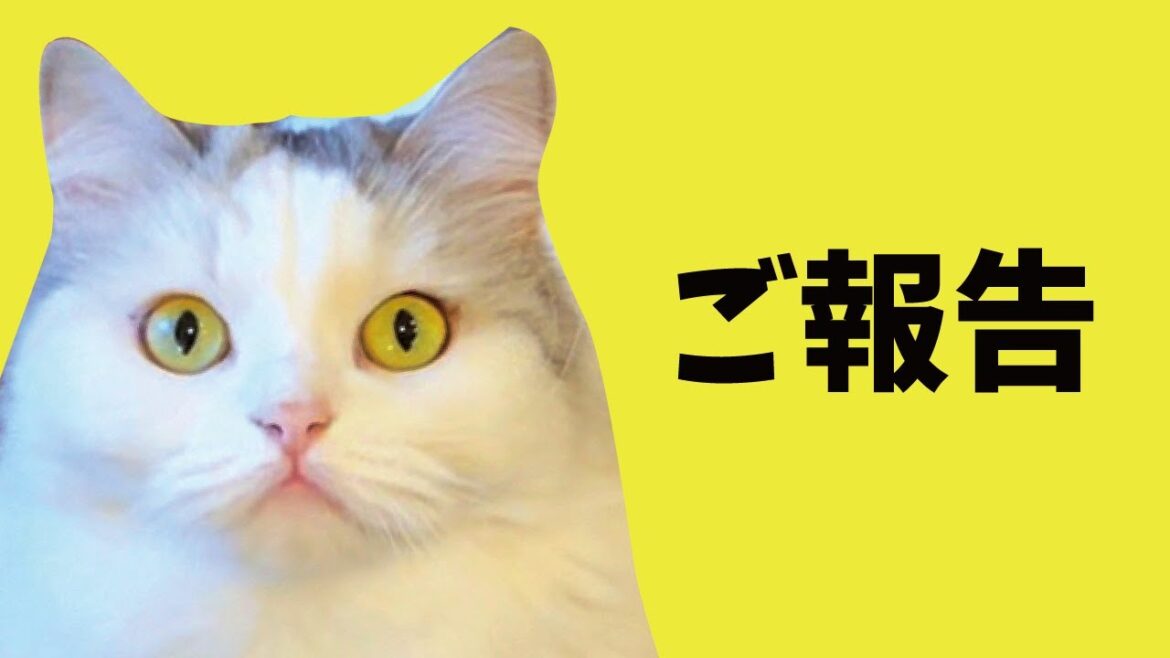 つくしからみなさんにご報告があります【関西弁でしゃべる猫】【猫アテレコ】