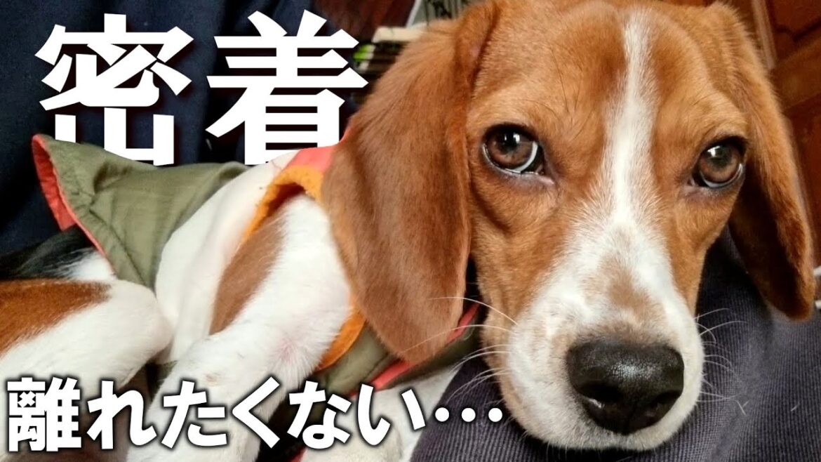 飼い主にべったりな甘えん坊すぎるビーグルの一週間に密着してみた