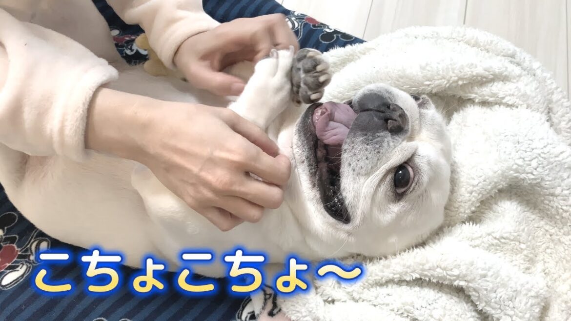 こちょこちょ待ちの犬が可愛すぎるから見て！【フレンチブルドッグ frenchbulldog】