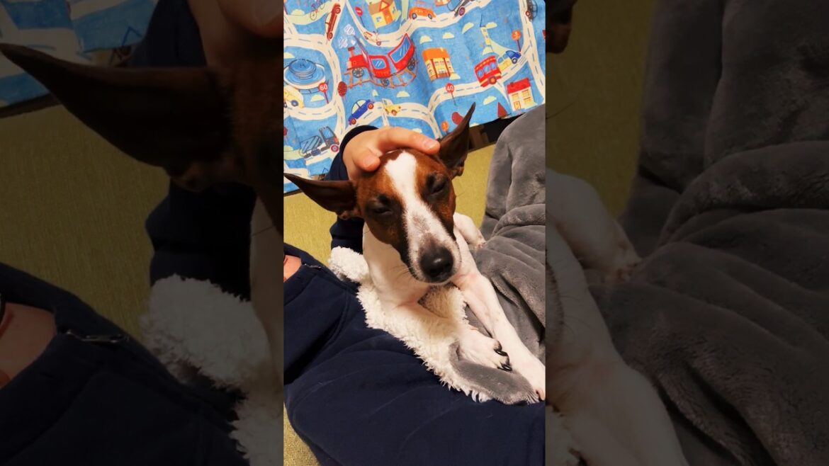 暇な日のジャックラッセルな犬