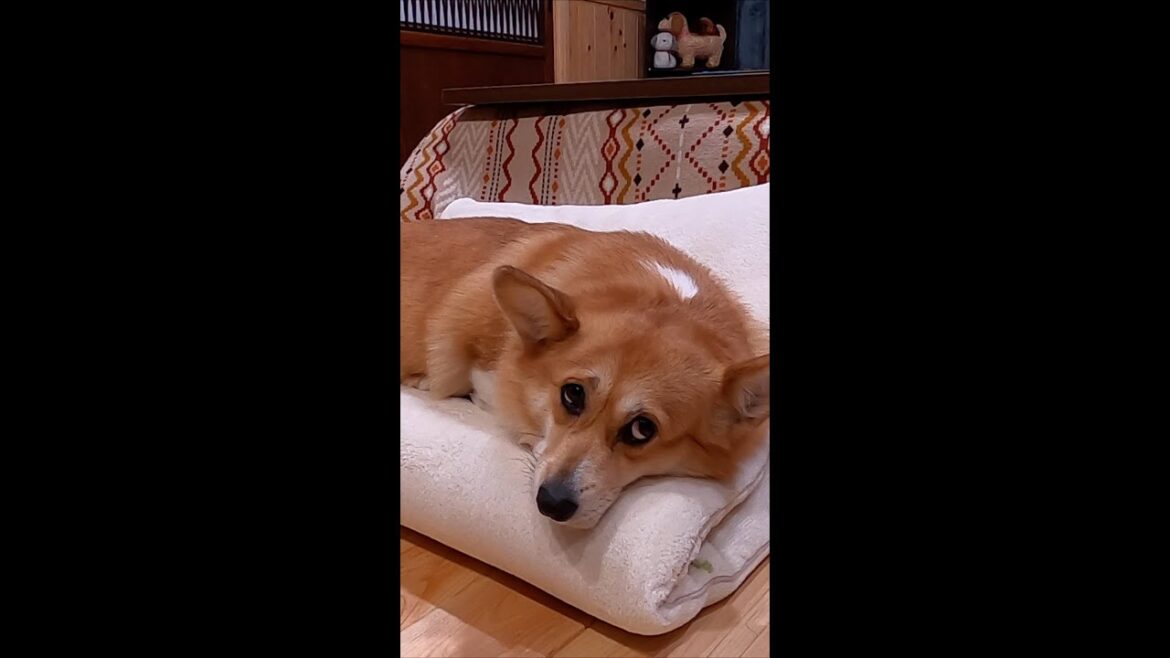動じないコーギー / Sakura the unfazed corgi #コーギー #sakura #サクラ