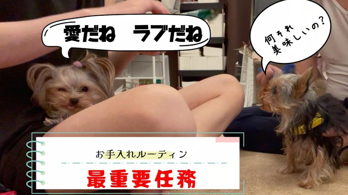 【歯ブラシ＆ブラッシング】お犬様方の毎日のお手入れは楽しみです♡