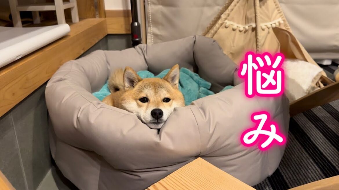 愛犬が賢すぎるが故に悩んでいることがあります