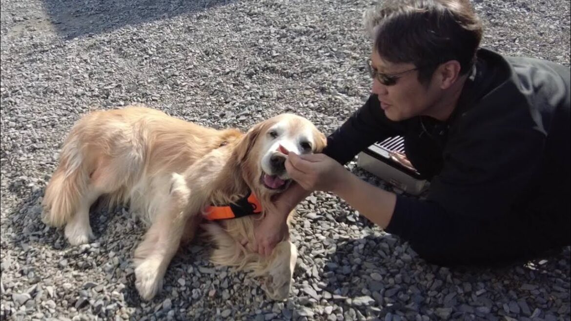 寝た切りになった君と過ごす。後悔するより満足した人生を。【Golden Retriever japan】