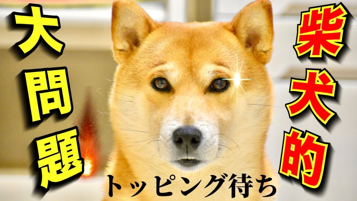ただの◯◯だった柴犬こむぎが川に突入して褒められる【あるじのステップ】三浦半島ウォーキング
