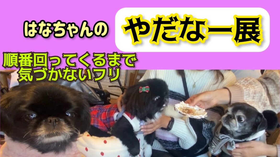 【やだなー展】ペキニーズ犬の反応が面白過ぎた！ #やだなー展 #pekingese  #dog  #peki  #いぬ  #犬のいる暮らし #保護犬  #いぬすたぐらむ