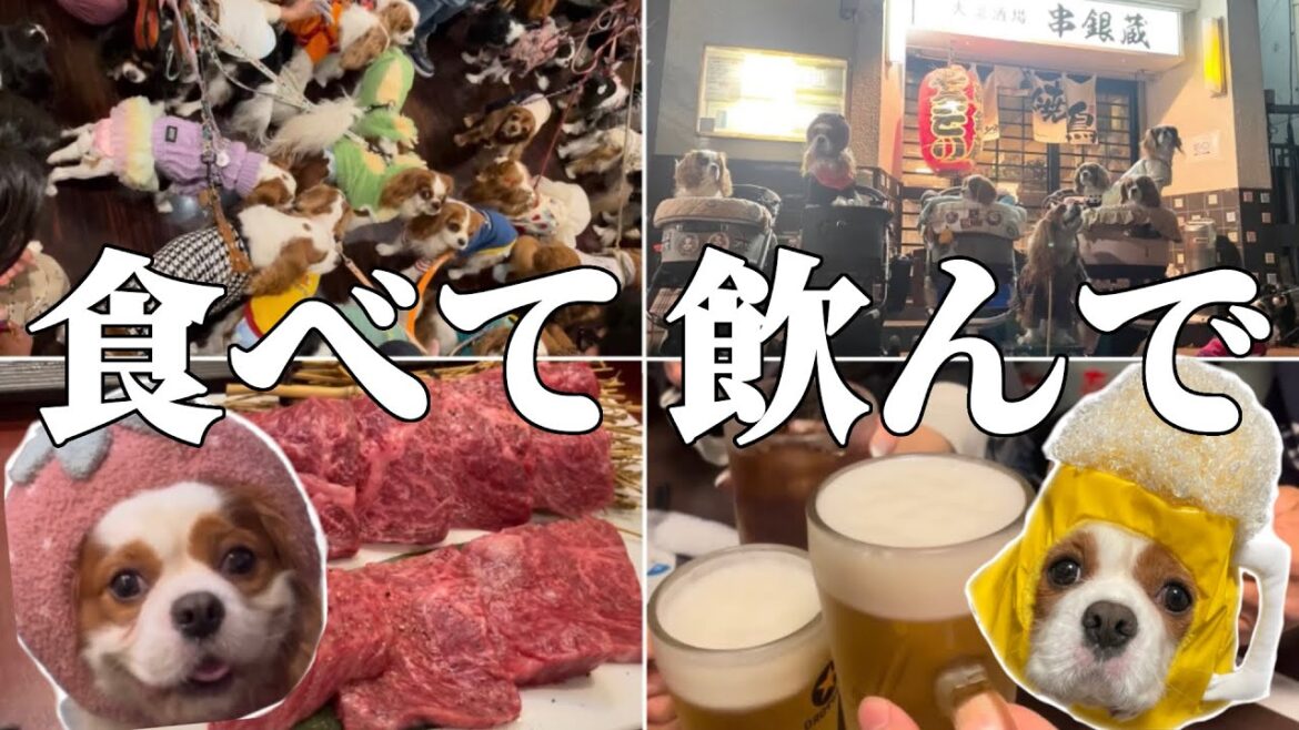 可愛いキャバリア達に囲まれて食べて飲んで癒されるだけの1日が最高すぎた… 可愛いキャバリア達に囲まれて食べて飲んで癒されるだけの1日が最高すぎた…