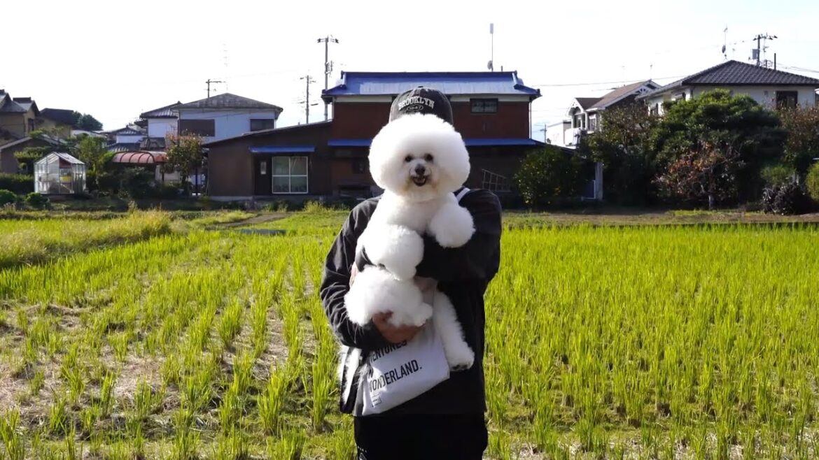 鎌倉観光してトリミングに行く愛犬と過ごす休日VLOG 鎌倉観光してトリミングに行く愛犬と過ごす休日VLOG