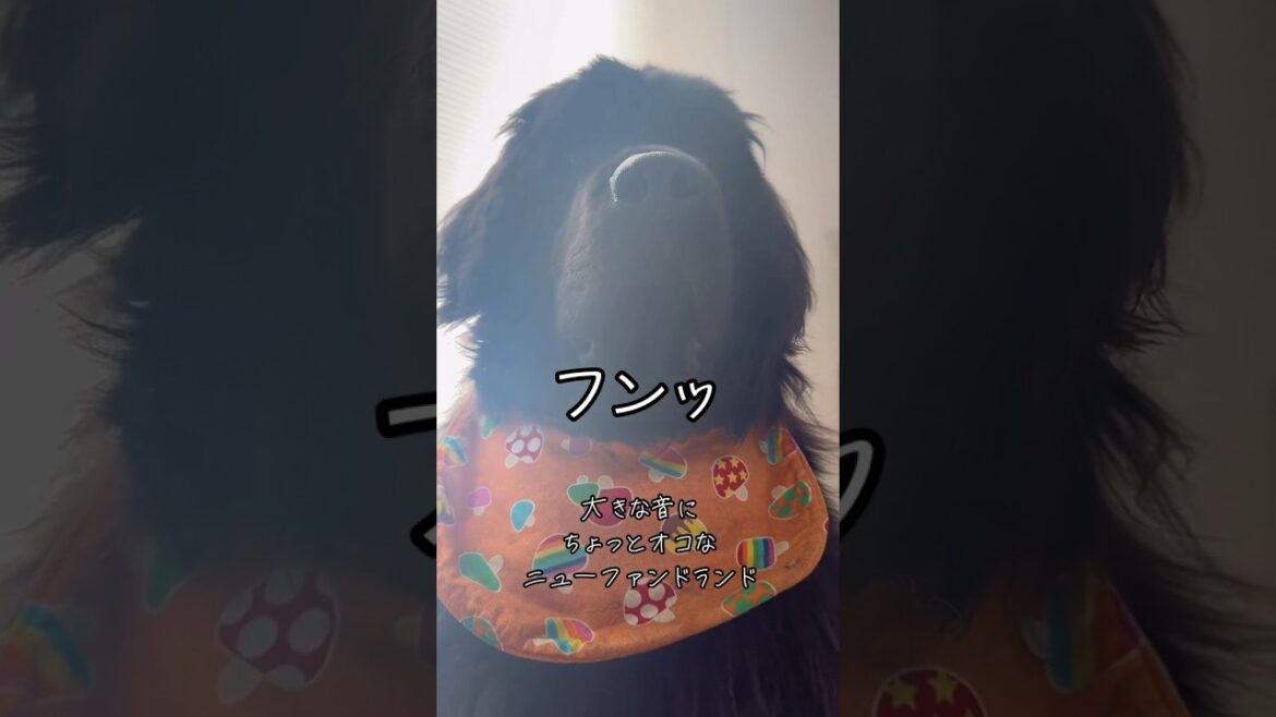 ビックリしちゃった😤#ニューファンドランド#newfoundland #超大型犬