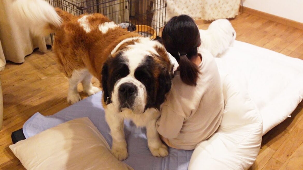 【今日はおかあさんと寝るぞ】布団大好き！やきもちをやいたちゃちゃまる君、お母さんに寝てもらう。セントバーナードとペキニーズと保護猫　平凡なセントバーナードの日記