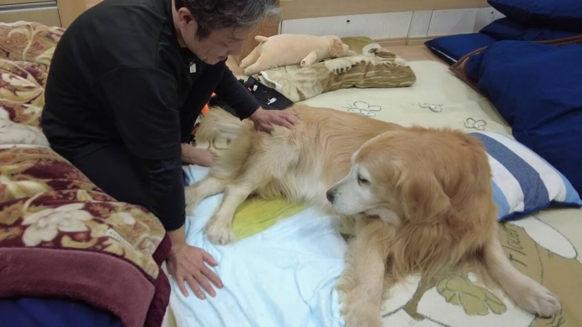 介護中の感動と喜び！この一線を越える事が凄く大変なんです。【Golden Retriever japan】