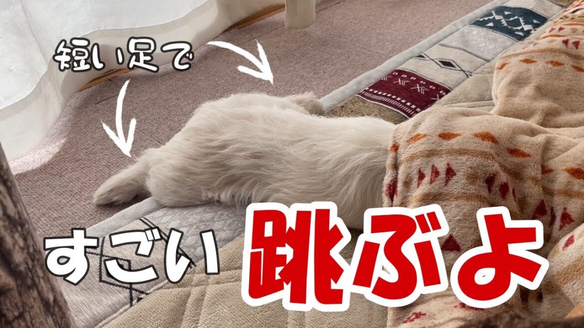 短足なのにすごいジャンプ力のジャックラッセルテリア 子犬