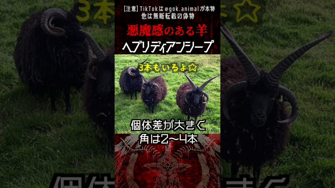 角が最上位の悪魔っぽい羊たち 3選  #雑学  #動物  #バフォメット 角が最上位の悪魔っぽい羊たち 3選  #雑学  #動物  #バフォメット