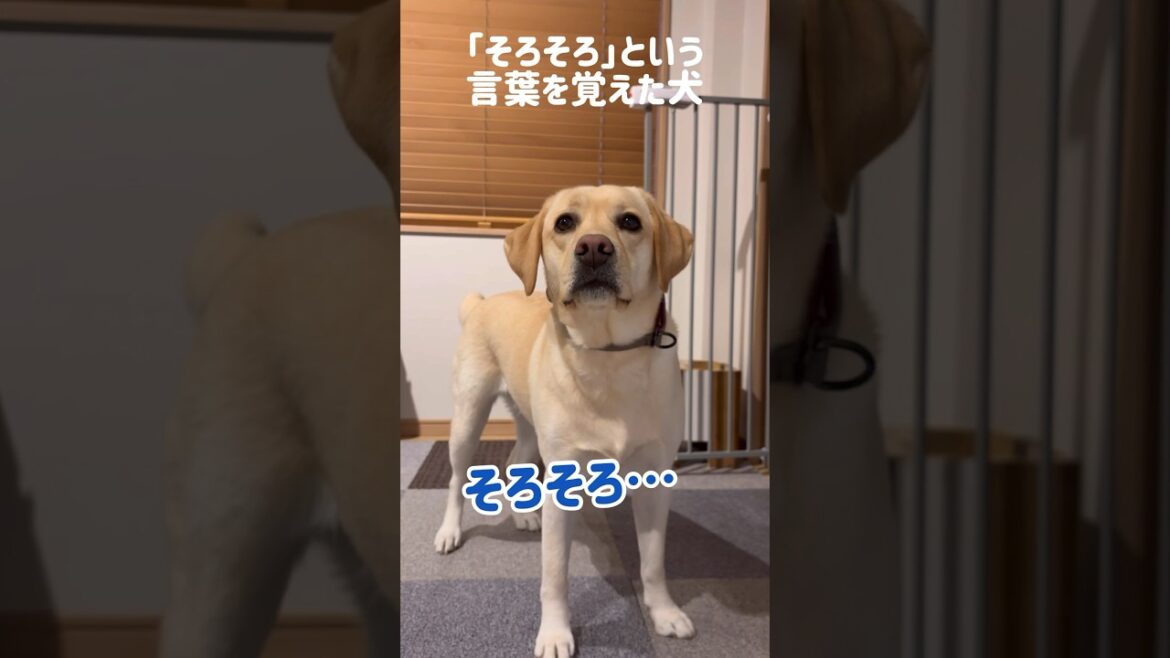「そろそろ」という言葉を覚えた犬★#shorts #ラブラドールレトリバー #labradorretriever #dog #可愛い #癒し
