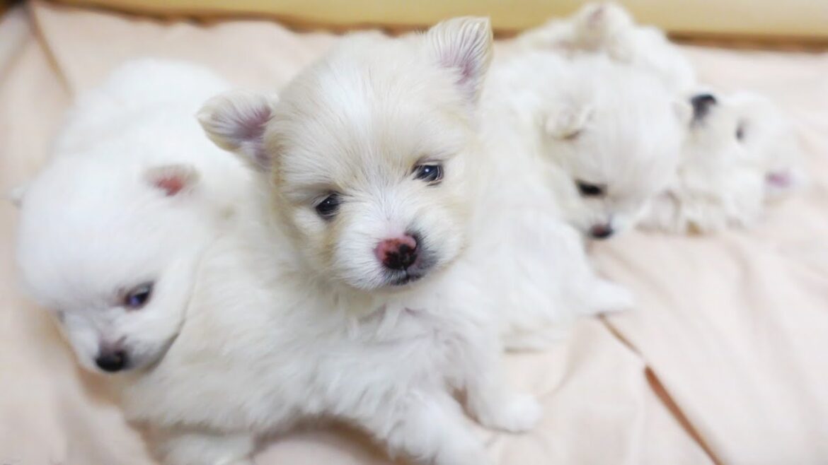 【生後24～29日目】ポメラニアンの赤ちゃんが動き回れるようになりました