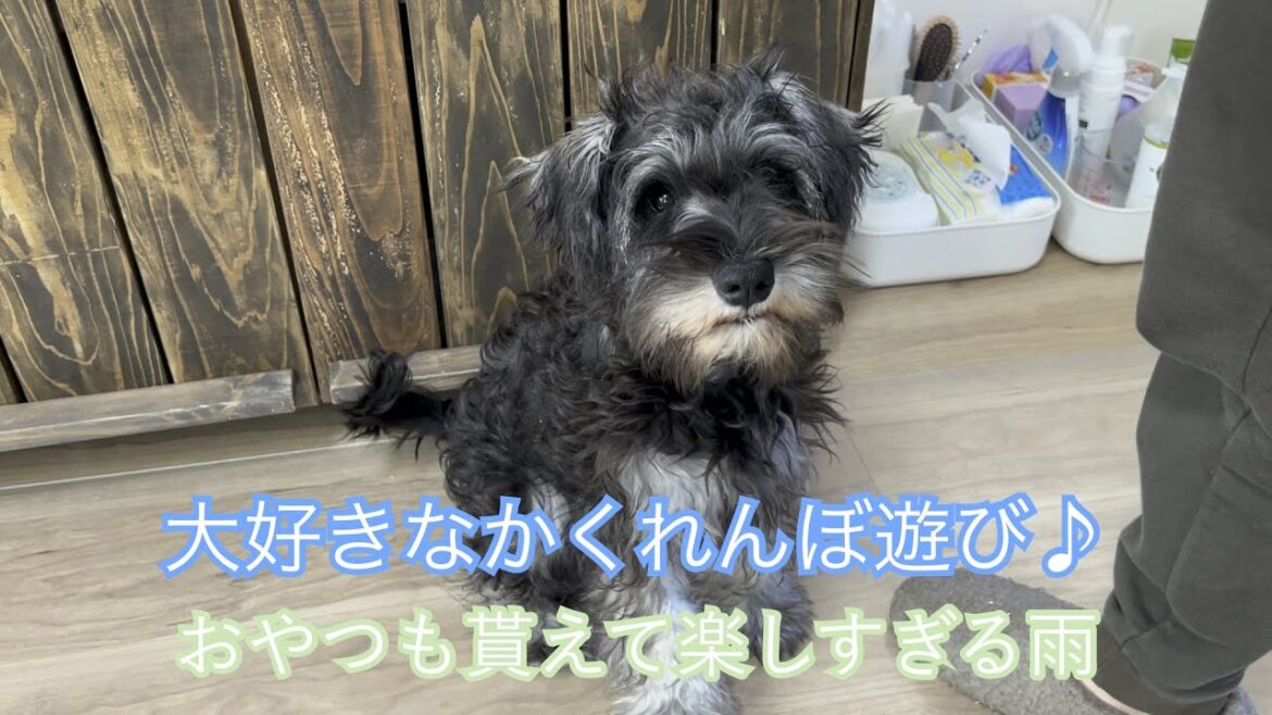 かくれんぼ遊びが大好きな雨【ミニチュアシュナウザー】 かくれんぼ遊びが大好きな雨【ミニチュアシュナウザー】